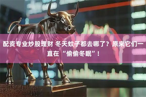配资专业炒股理财 冬天蚊子都去哪了？原来它们一直在 “偷偷冬眠”！